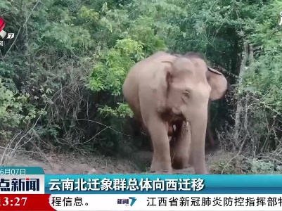 云南北迁象群总体向西迁移