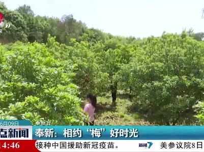 奉新：相约“梅”好时光