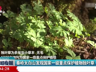 秦岭太白山发现国家一级重点保护植物独叶草