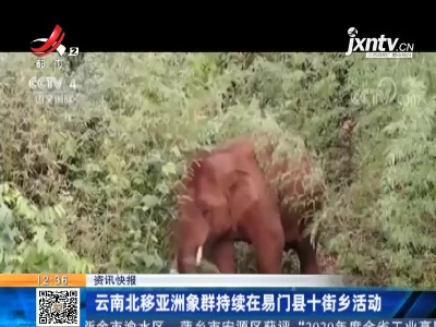云南北移亚洲象群持续在易门县十街乡活动