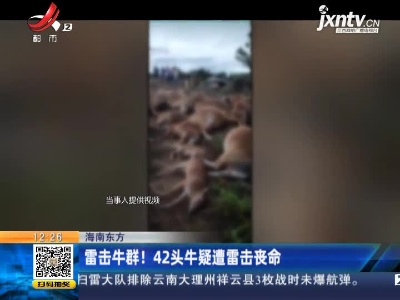 海南东方：雷击牛群！ 42头牛疑遭雷击丧命