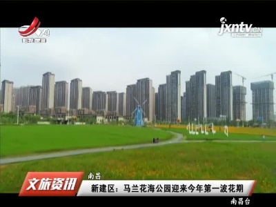 南昌新建区：马兰花海公园迎来2021年第一波花期