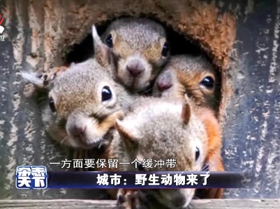 城市：野生动物来了