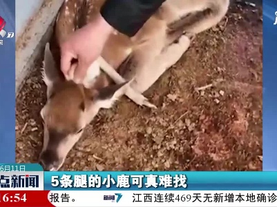 吉林：小鹿头上长腿
