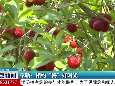 奉新：相约“梅”好时光