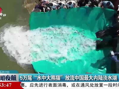 5万尾“水中大熊猫” 放流中国最大内陆淡水湖