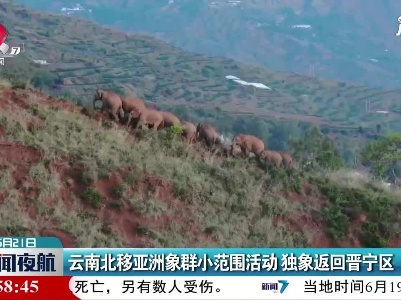 云南北移亚洲象群小范围活动 独象返回晋宁区