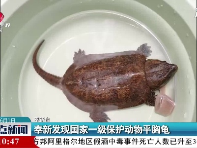 奉新发现国家一级保护动物平胸龟