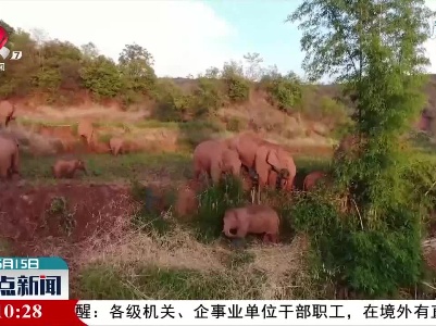云南将帮助北迁亚洲象逐渐返回适宜栖息地