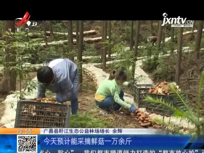 【赣闻天下】抚州广昌：樟芝采摘日 林农增收时
