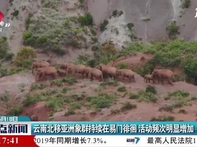 云南北移亚洲象群持续在易门徘徊 活动频次明显增加