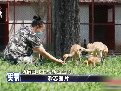 动物园新出生的动物宝宝集体亮相