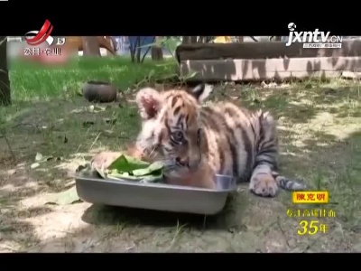 江苏常州：小可爱表情亮了！动物园为动物准备“粽子盲盒”