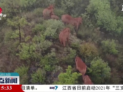 北迁象群持续在易门县小范围迂回活动