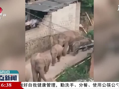 云南北迁亚洲象群进入昆明市辖区