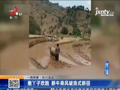 【一周网事】四川凉山：撒丫子欢跑 耕牛乘风破浪式耕田