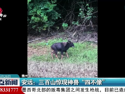 安远：三百山惊现神兽“四不像”