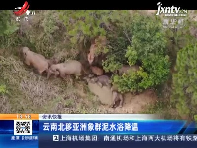 云南北移亚洲象群泥水浴降温