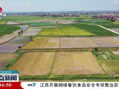 上饶：265万亩早稻进入全面收割