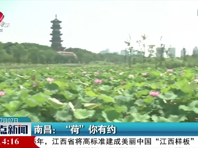 南昌：“荷”你有约