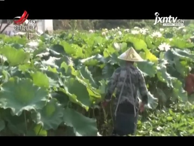 抚州广昌：一朵莲花美了乡村 富了村民