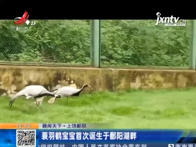 【赣闻天下】上饶鄱阳：蓑羽鹤宝宝首次诞生于鄱阳湖畔
