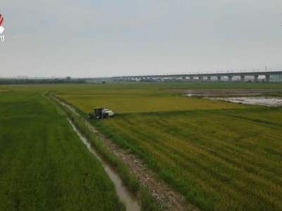 江西：1826万亩早稻开镰 粮食丰收有保障