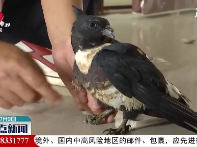 婺源：救助国家二级保护动物黑冠鹃隼