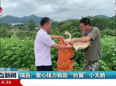 瑞昌：爱心接力救助“折翼”小天鹅
