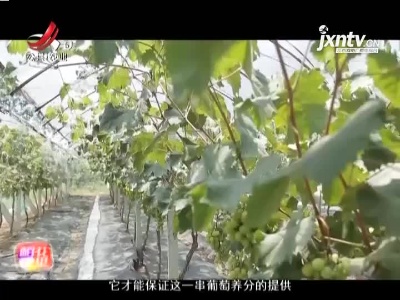 稻花香里20210719 “五美”乡村 “赣”出精彩——消暑攻略 葡萄园里的百果宴