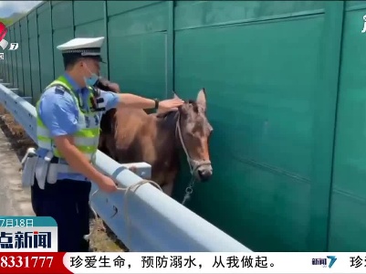 赣州：马儿跑上高速 交警紧急除险