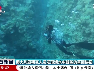 澳大利亚研究人员发现海水中鲸鲨的基因秘密