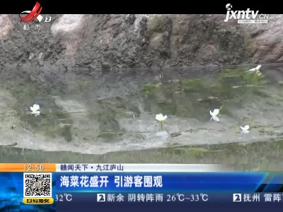 【赣闻天下】九江庐山：海菜花盛开 引游客围观