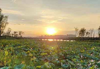 夏日炎炎！快去九江芳兰湖公园避暑休闲