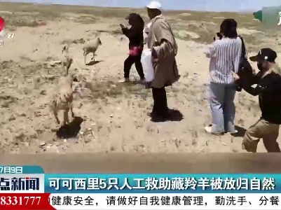 可可西里5只人工救助藏羚羊被放归自然