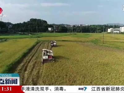 万安：早稻喜开镰 田野稻浪香