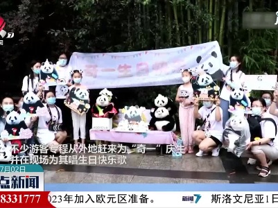 成都：大熊猫“奇一”过生日