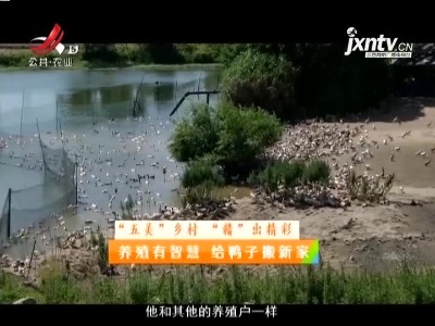 稻花香里20210712“五美”乡村“赣”出精彩——养殖有智慧 给鸭子搬新家