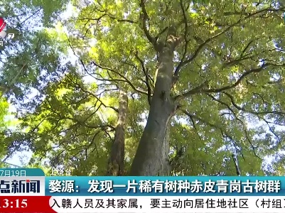 婺源：发现一片稀有树种赤皮青岗古树群