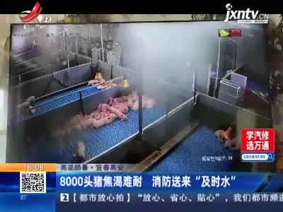 【高温酷暑】宜春高安：8000头猪焦渴难耐 消防送来“及时水”