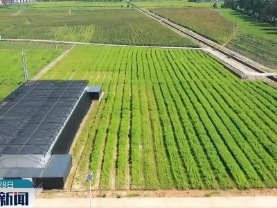 南城县：互联网让中医药更“智慧”