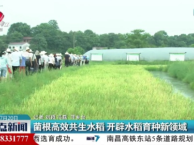 萍乡：菌根高效共生水稻 开辟水稻育种新领域