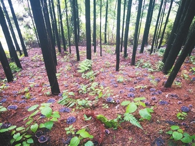 赣鄱大地百草香