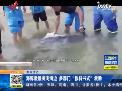 海南澄迈：海豚凌晨搁浅海边 多部门“教科书式”救助