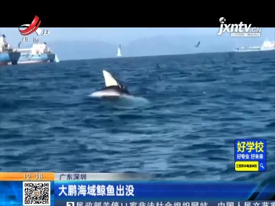 广东深圳：大鹏海域鲸鱼出没