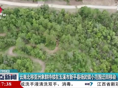 云南北移亚洲象群持续在玉溪市新平县扬武镇小范围迂回移动