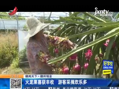 【赣闻天下】赣州瑞金：火龙果喜获丰收 游客采摘欢乐多
