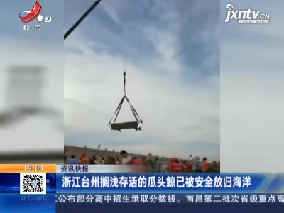 浙江台州搁浅存活的瓜头鲸已被安全放归海洋