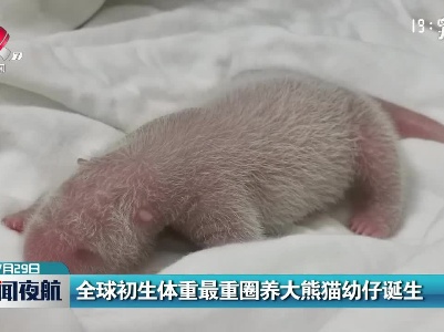 全球初生体重最重圈养大熊猫幼仔诞生