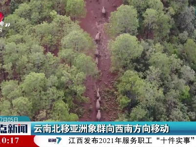 云南北移亚洲象群向西南方向移动